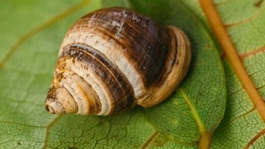 用AI给化石算命！别笑 想法上了Nature