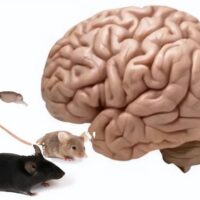 大脑也能双拼？不同老鼠大脑被融在一起 创造出了“科学怪鼠”