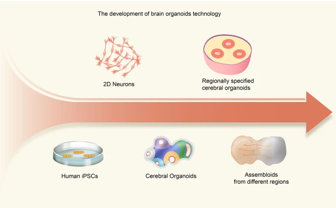 科学家培育出“迷你大脑”,最终会产生意识吗