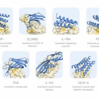 谷歌 AlphaProteo AI 模型登场：突破蛋白质结合剂设计挑战，献给人类的厚礼