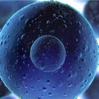 科学家发现人类发育暂停按钮：可增强繁殖能力