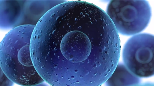 科学家发现人类发育暂停按钮：可增强繁殖能力