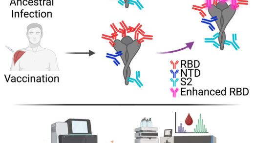 新发现的抗体可抵御所有 COVID-19 变体