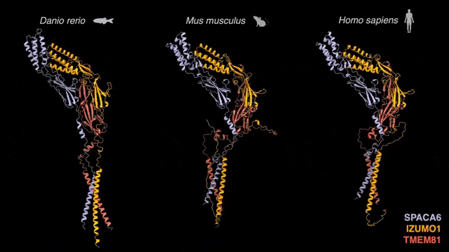 斑马鱼、老鼠、人类三种精子蛋白质的比较