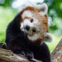 火狐 Firefox 浏览器 20 岁，Mozilla 邀你和喜马拉雅小熊猫一起庆祝