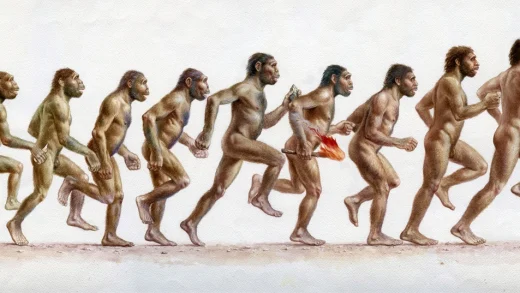 计算机模拟揭示人类祖先跑得不快也不远