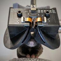 为老鼠戴上 VR 头显，探索大脑奥秘的新利器