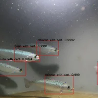 AI技术通过观察每条鱼的呼吸追踪养殖鱼的福利指标