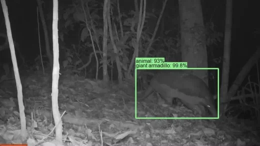 Google发布旨在识别野生动物的人工智能模型SpeciesNet