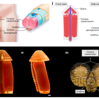 中国科学家开发3D打印阴茎海绵体！可正常勃起、交配、生殖