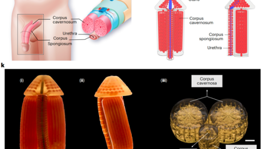 中国科学家开发3D打印阴茎海绵体！可正常勃起、交配、生殖