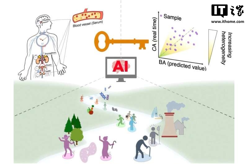 AI 助力，新研究只用 5 滴血就能测出你的真实生理年龄