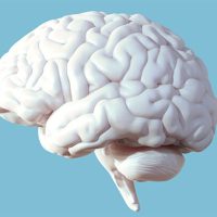 最新研究：人类的智力似乎正在走下坡路