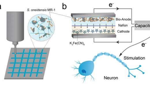 深圳科研团队研发“活体电池”：用微生物自发电 仅硬币大小