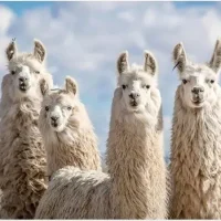 Meta高管否认公司人为提高了Llama 4的基准测试分数