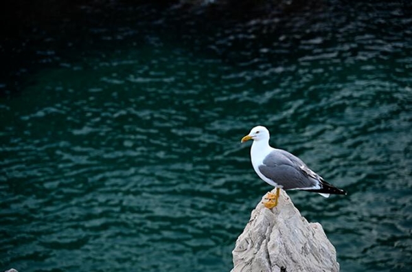 尼康Zf全画幅微单史上最大升级：打鸟更方便了