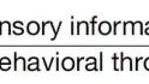 人类一生所学不过4GB，加州理工顶刊新研究引热议