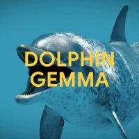 Google推出 DolphinGemma 旨在帮助人们理解海豚的语言的大模型