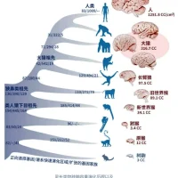 人类大脑是如何进化的？