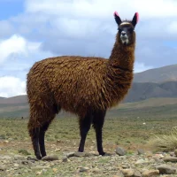 程序员开发出一种在 DOS 上本地运行 Llama 2 的方法