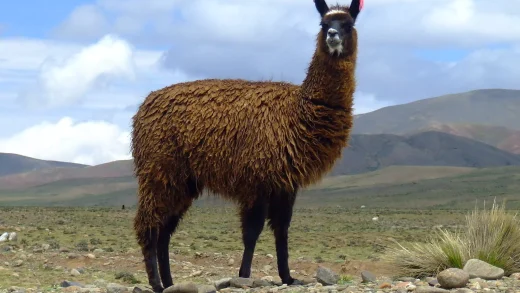 程序员开发出一种在 DOS 上本地运行 Llama 2 的方法