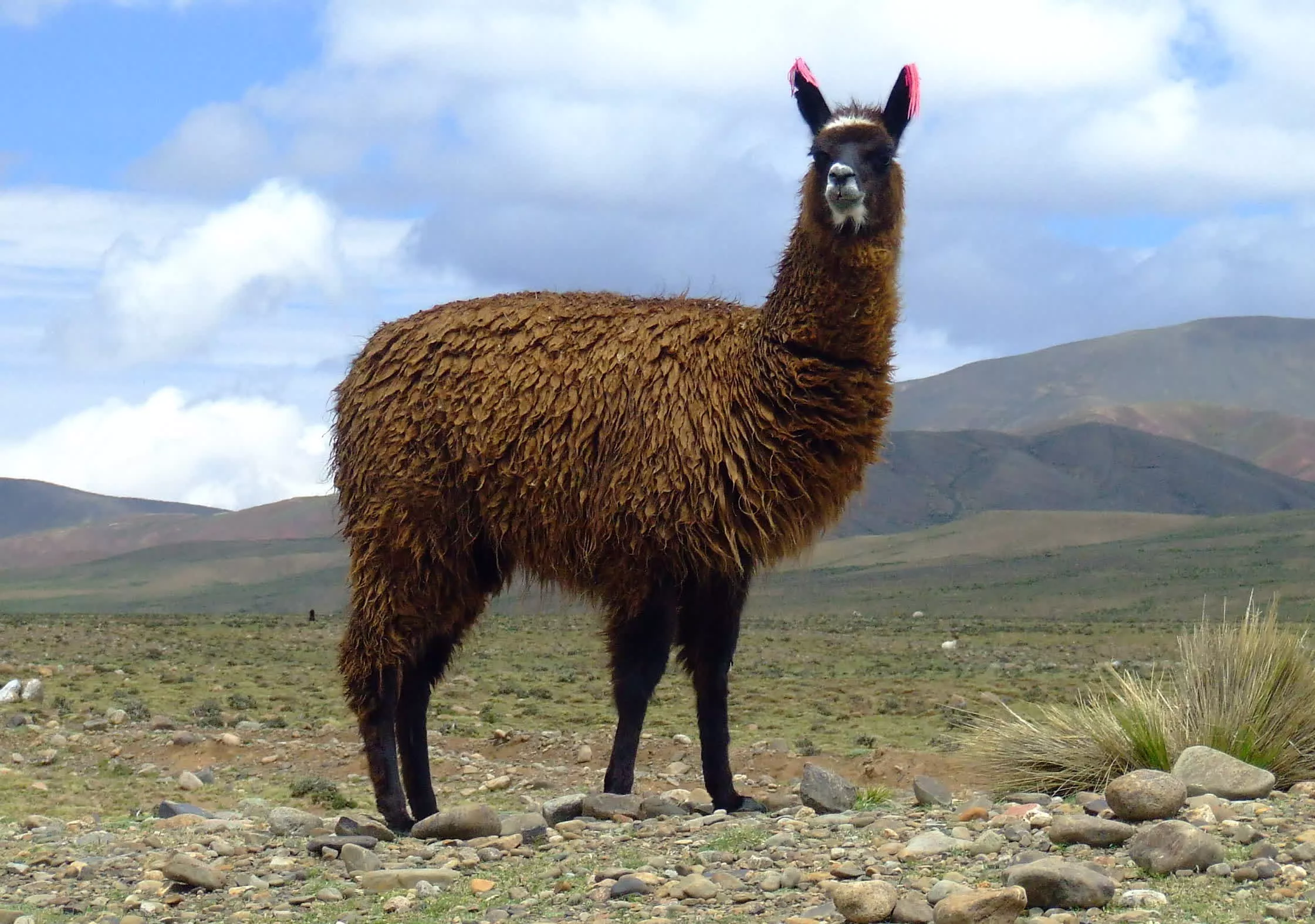 程序员开发出一种在 DOS 上本地运行 Llama 2 的方法