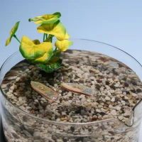 可食用水生机器人最后可被鱼类食用 完全无废物残留