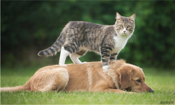 首个毫秒级响应的实时生图大模型！腾讯混元图像2.0正式发布