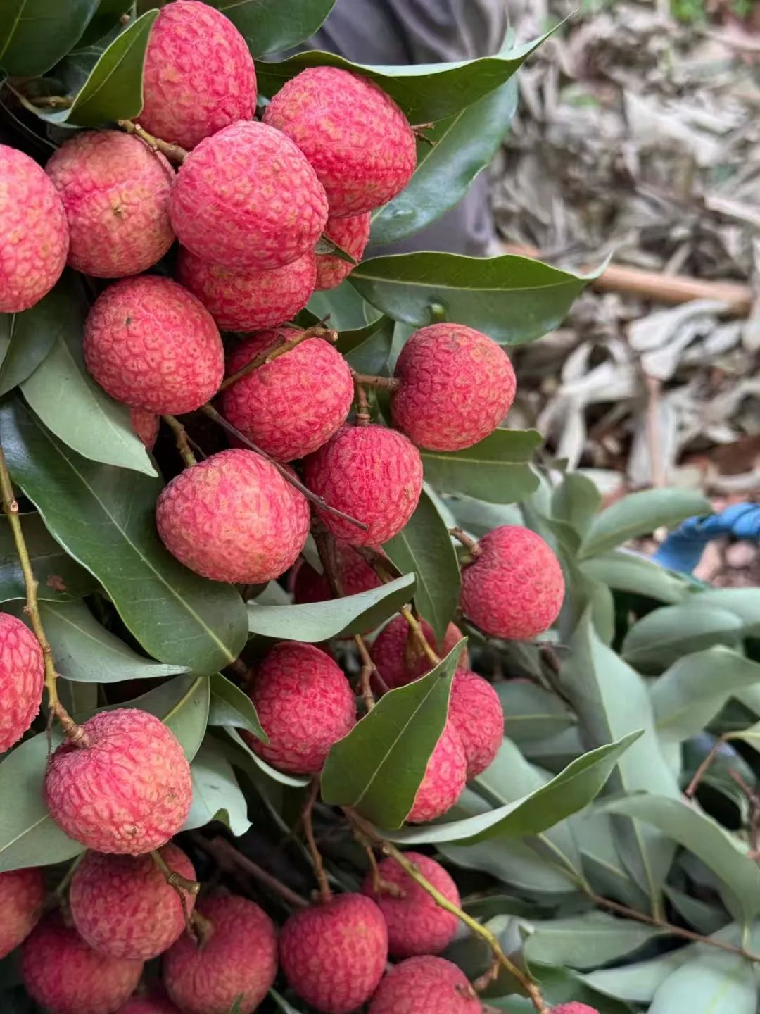 今年荔枝大丰收 10 种热门荔枝口感大PK