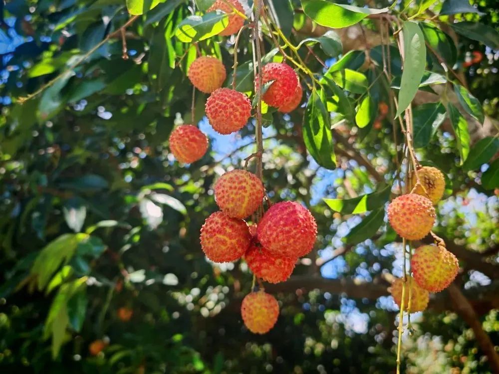 今年荔枝大丰收 10 种热门荔枝口感大PK