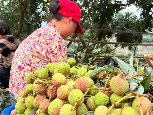 今年荔枝大丰收 10 种热门荔枝口感大PK