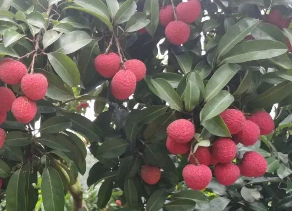 今年荔枝大丰收 10 种热门荔枝口感大PK