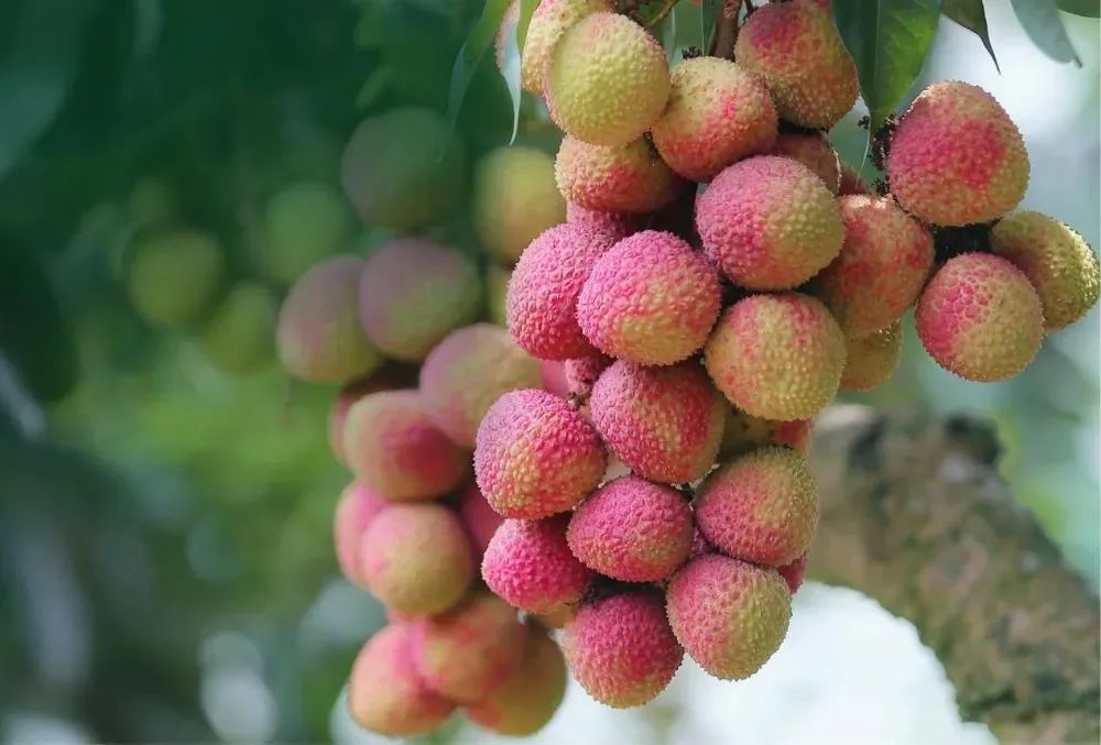 今年荔枝大丰收 10 种热门荔枝口感大PK