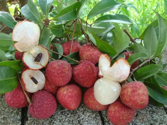 今年荔枝大丰收 10 种热门荔枝口感大PK