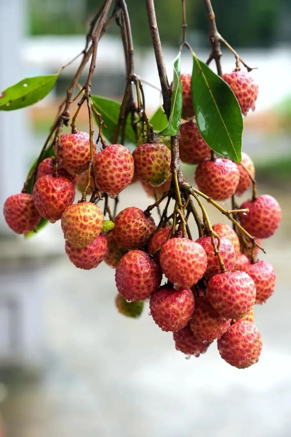 今年荔枝大丰收 10 种热门荔枝口感大PK