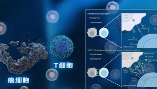 中科院开发出“纳米机器人”：给癌细胞贴通缉令 精准打击