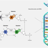 给DNA装“活字” 我国自主研发“毕昇一号”实现存储技术跨越
