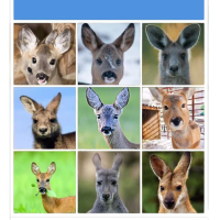 折磨人类的验证码 已经拦不住人机了