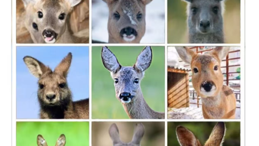 折磨人类的验证码 已经拦不住人机了