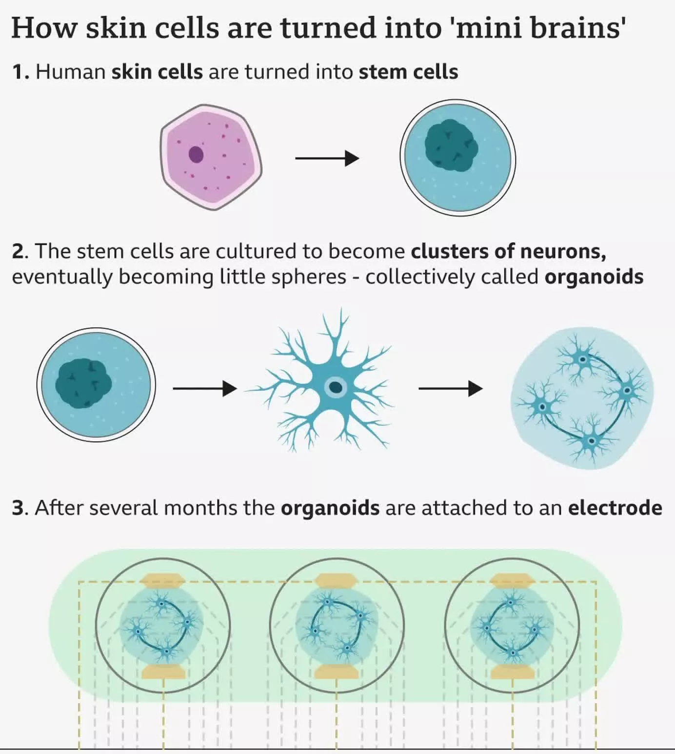 微型实验室培养“脑”或助力下一代计算机发展