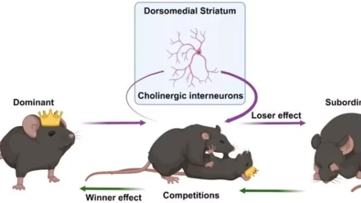 新研究揭示大脑如何从失败中学习并改变自身行为