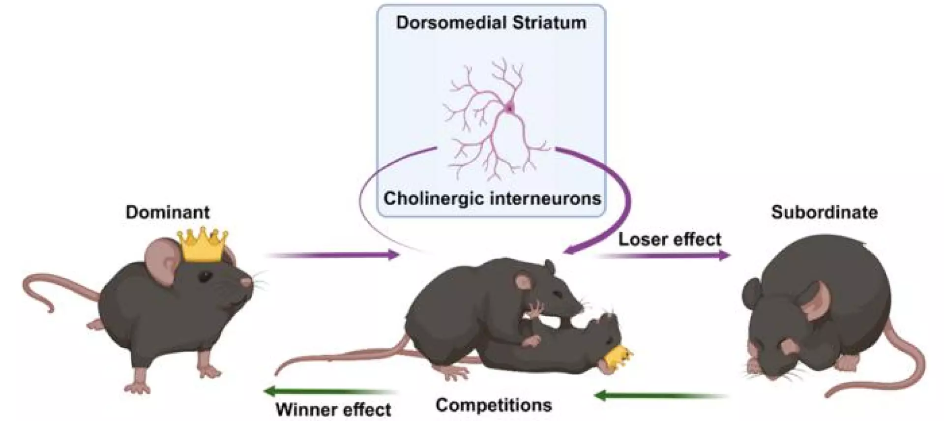 新研究揭示大脑如何从失败中学习并改变自身行为