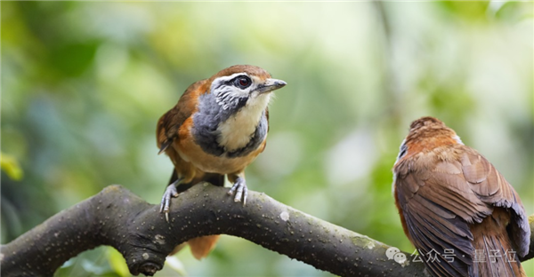 Hinton暴论：AI已经有意识 它自己不知道而已