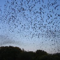 基因特征似COVID-19！巴西蝙蝠体内发现新型冠状病毒