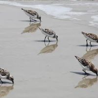 研究证实人类拥有一种“远程触觉”这种能力与某些鸟类相似