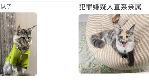 电影《疯狂动物城2》热映：一夜之间所有的缅因猫都在被盘问